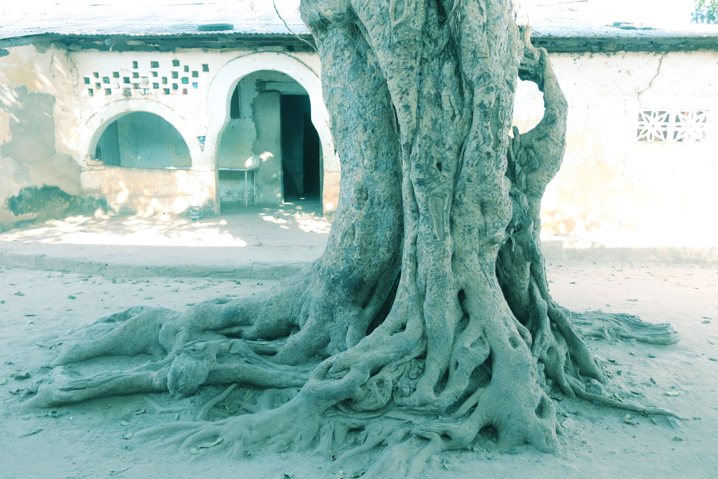 arbre en peril baobab senegal casamance diagne chanel