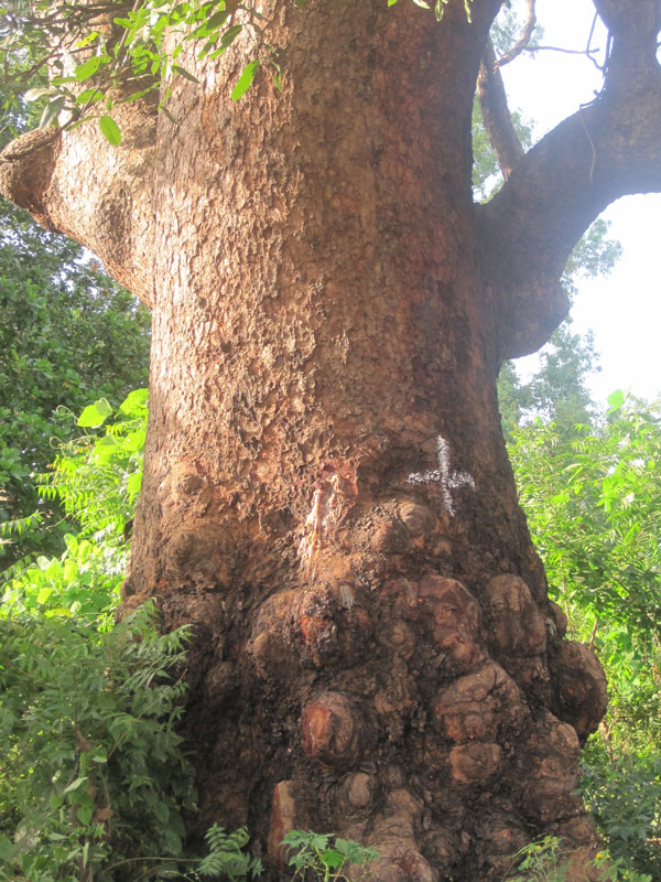 arbre en peril baobab senegal diagne chanel 4