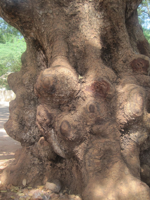arbre en peril baobab senegal diagne chanel 5