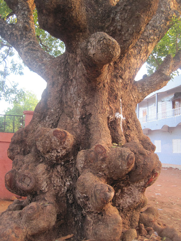 arbre en peril calcedra senegal diagne chanel 6