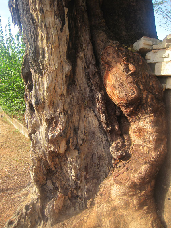 arbre en peril calcedra senegal diagne chanel 7