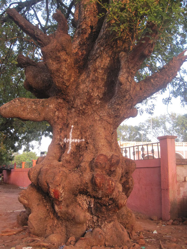 arbre en peril calcedra senegal diagne chanel 8